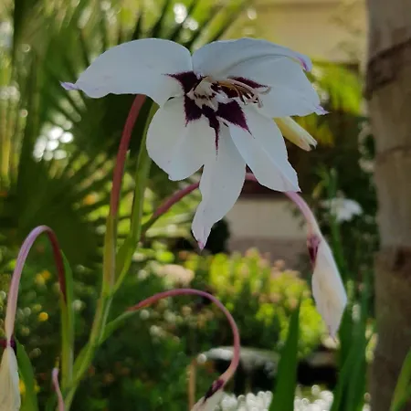 Mariposa Frühstückspension San Vito Lo Capo