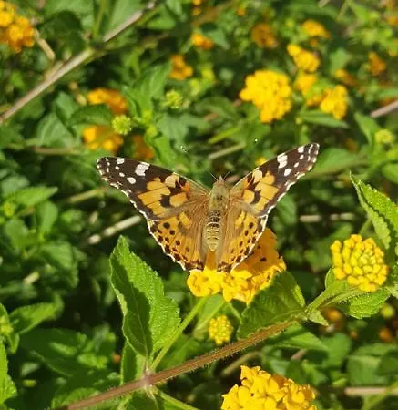 לינה וארוחת בוקר Mariposa 3*