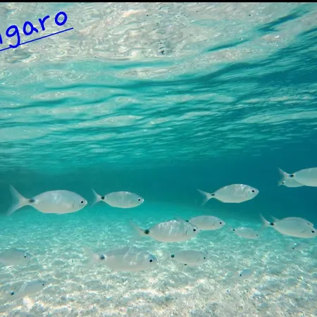 Mariposa 3* סן ויטו לו קאפו