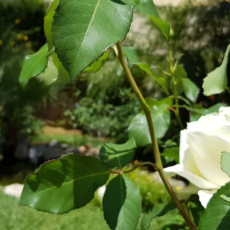 Mariposa סן ויטו לו קאפו