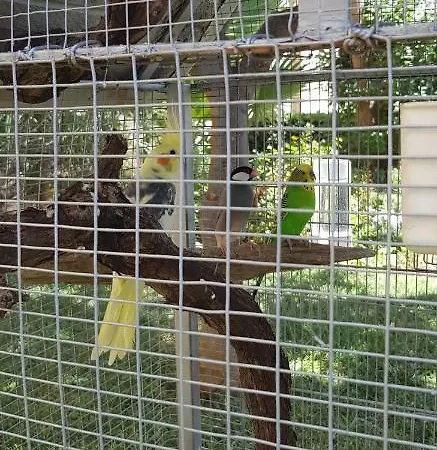 Mariposa סן ויטו לו קאפו